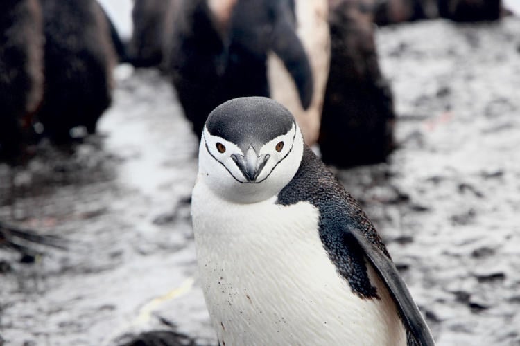 pinguino barbijo unsplash