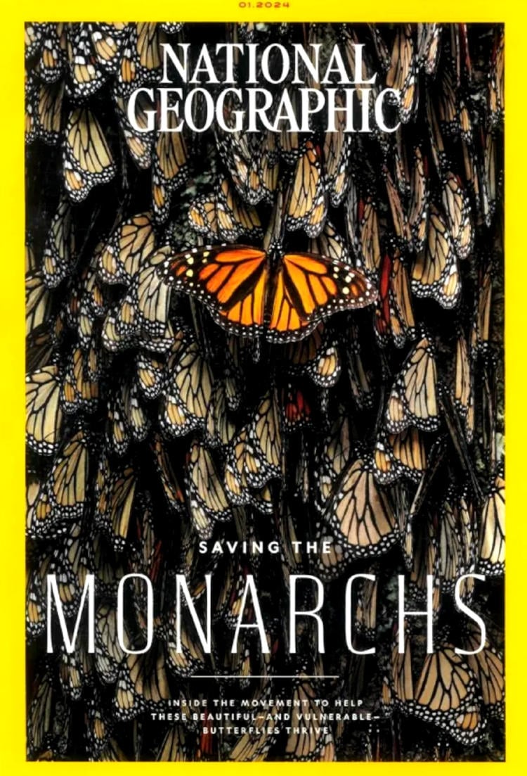 national geographic mariposas monarca national geographic mariposas monarca