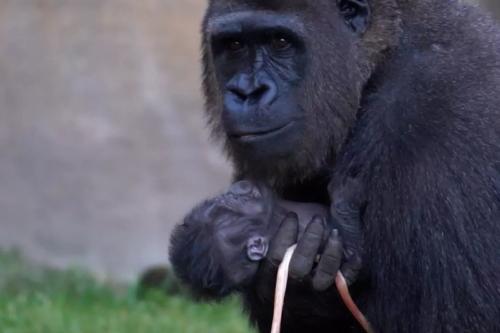 gorila y cria Imagen: laopiniondemalaga.org