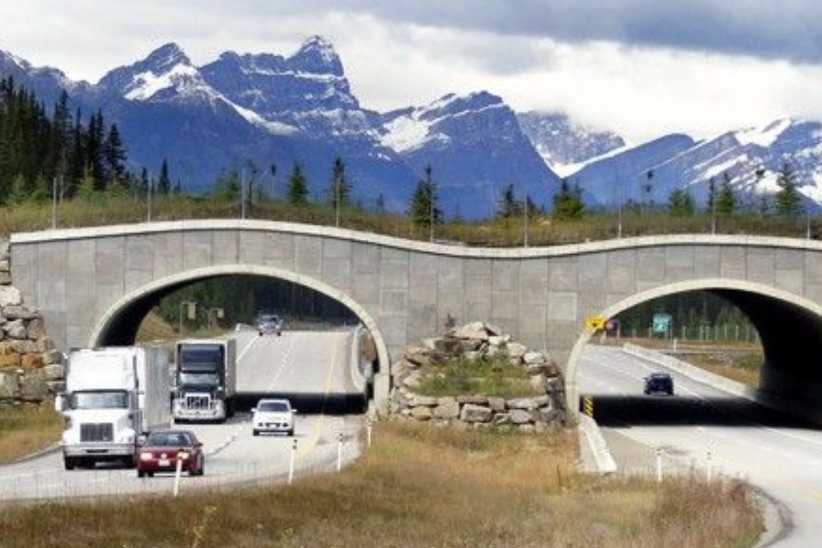 En el Parque Nacional Banff, en Alberta, Canadá, los ingenieros y conservacionistas unieron fuerzas para crear pasos elevados cubiertos de vegetación que permiten a la fauna salvaje cruzar carreteras sin riesgo. (sgwebdigital.com)