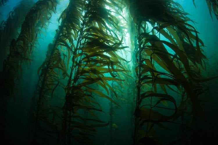 Algas kelp debajo del agua