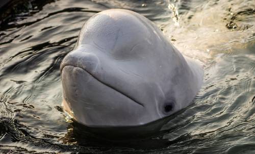 Liberan a las orcas y belugas de la "prisión de ballenas" de Rusia