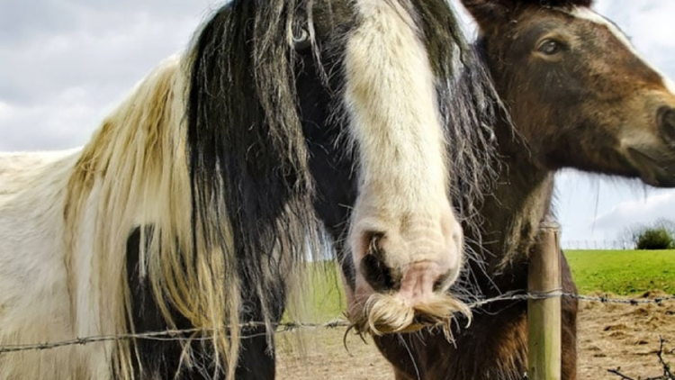 gypsy vanner El Gypsy Vanner, también conocido como Gypsy Cob o Tinker, tiene sus raíces en las comunidades gitanas del Reino Unido e Irlanda