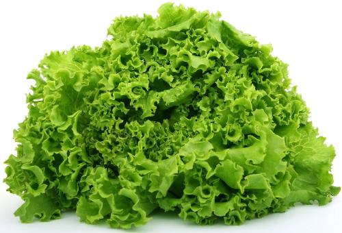 lechuga 10 verduras que puedes cultivar en menos de 60 días