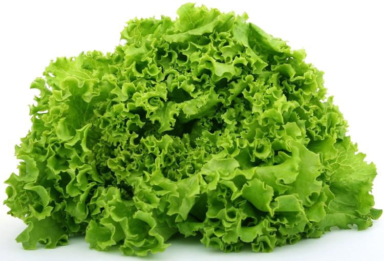 lechuga 10 verduras que puedes cultivar en menos de 60 días