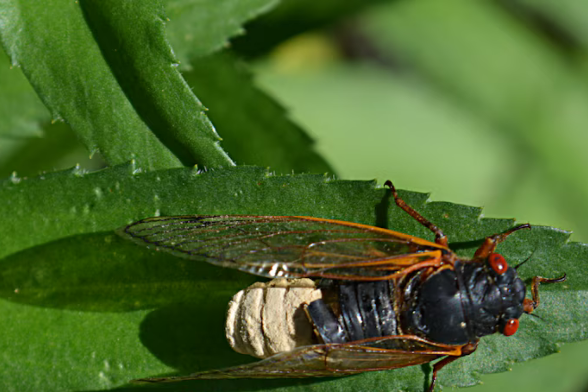 cigarra El hongo Massospora destruye órganos de cigarras mientras aumenta su actividad sexual (Crédito: Wikipedia)