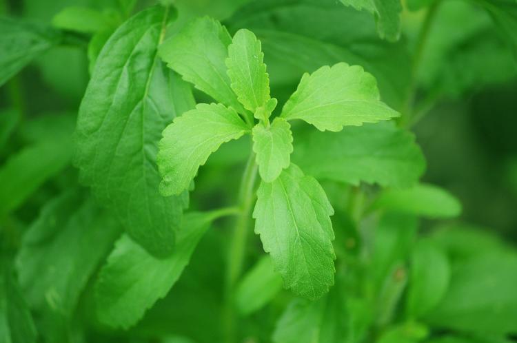 stevia que es y para que sirve