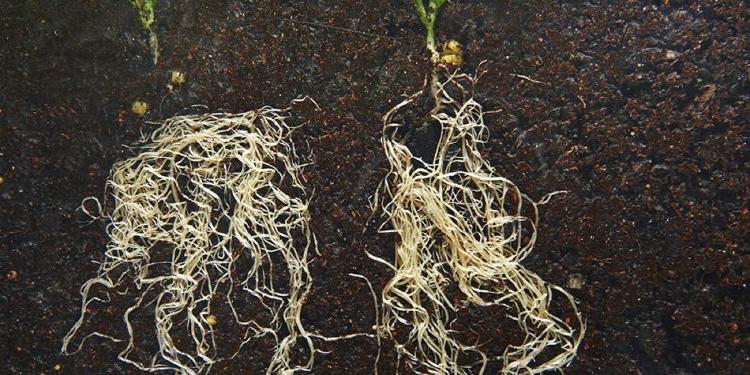 comunicación de las plantas comunicación de las plantas