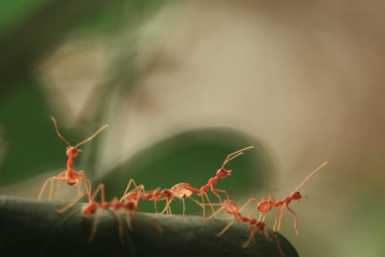 hormigas en la casa significado espiritual