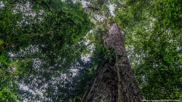 Vista de la base del gigantesco árbol, ubicado en el norte de Brasil.