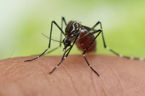 En América Latina hoy mata el dengue, no el coronavirus