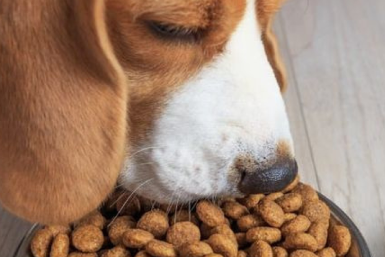 Perro con alimento Imagen: Pinterest