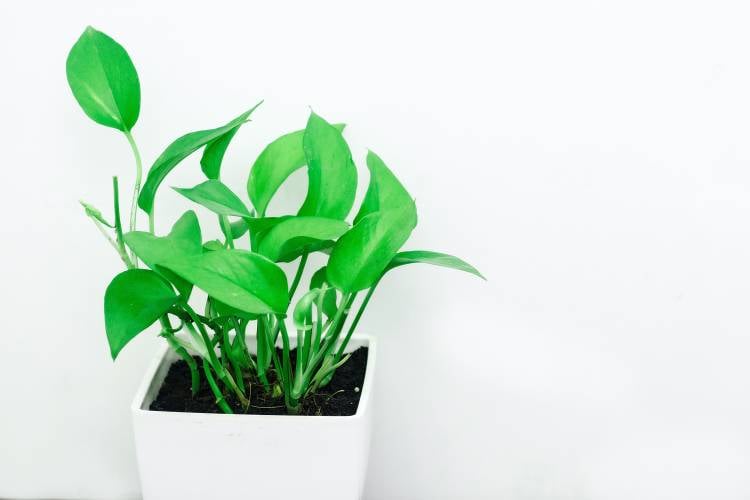 green leaf plant 1084199
