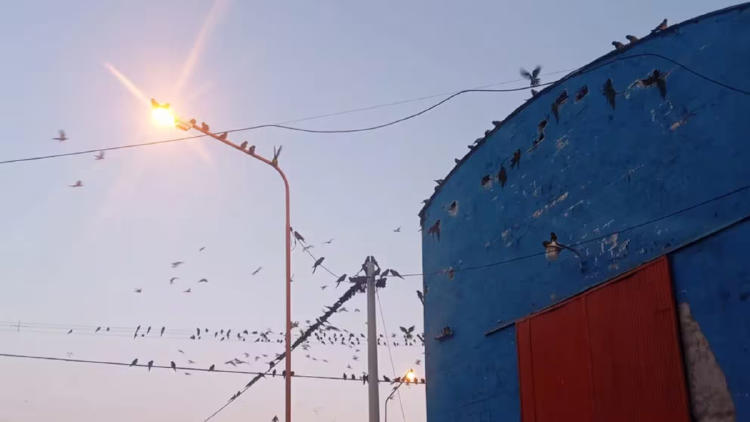 loros barranqueros loros barranqueros