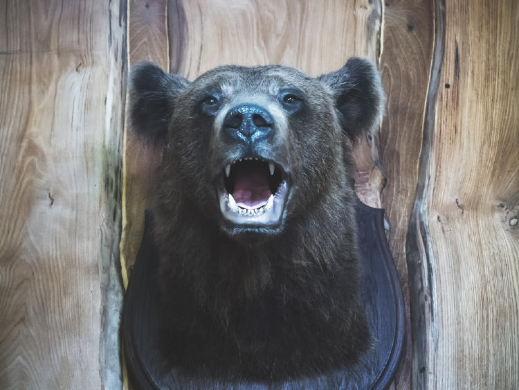 trofeo de caza oso