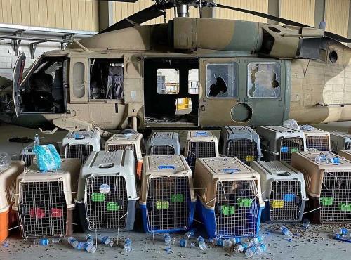 jaulas perros kabul jaulas perros kabul