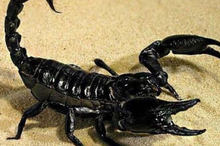 escorpion El aumento de las temperaturas, la sequía y la transformación del paisaje empujan a estas especies a buscar refugio y alimento en espacios humanos. (Imagen: Pinterest)
