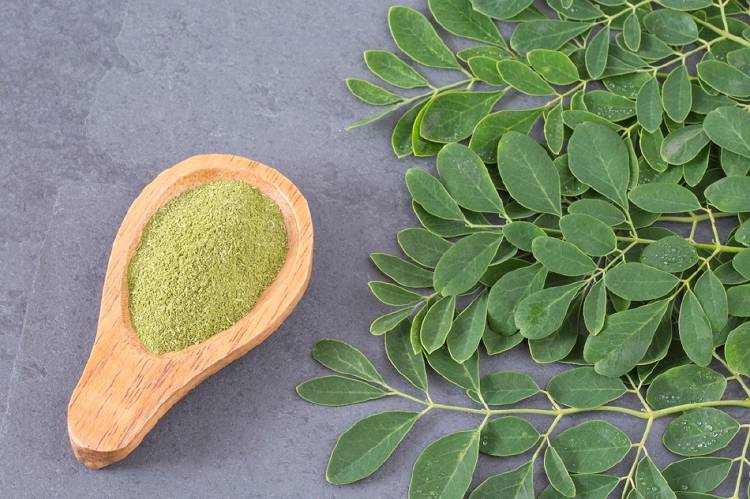 moringa planta medicinal 1