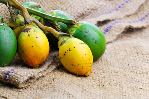 Areca catechu Areca catechu, nuez de areca