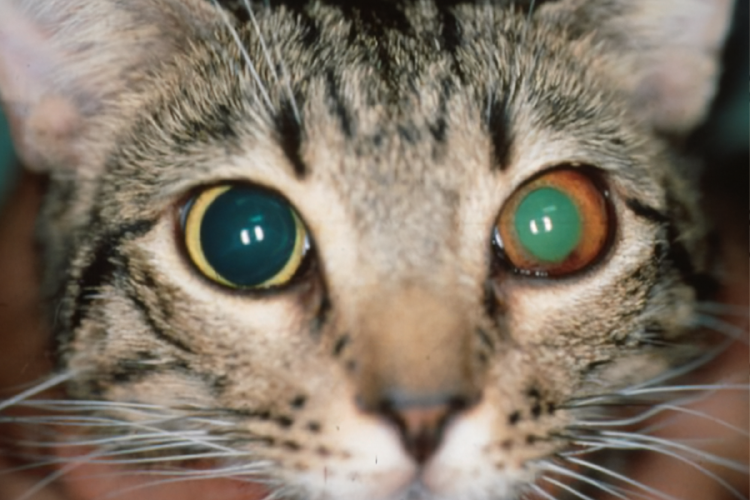 gato La uveítis puede tener distintos orígenes: infecciones bacterianas o virales, parásitos, enfermedades autoinmunes o reacciones a medicamentos. (Foto: www.thelondoncatclinic.co.uk)