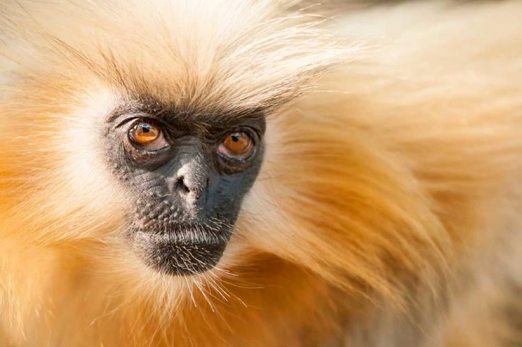 langur dorado2