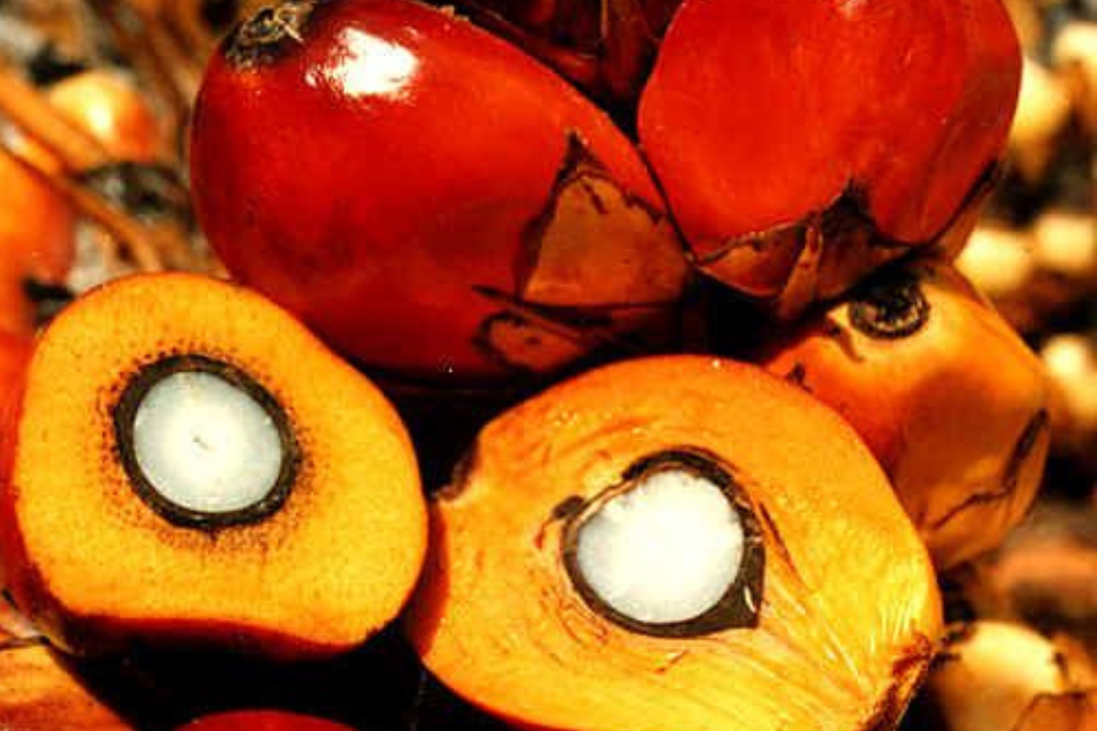 aceite de palma la palma aceitera prospera durante todo el año en los trópicos, crece en una amplia variedad de suelos y es perenne (dura hasta 25 años), lo que la hace \"más productiva que cultivos anuales como el cacahuete. (Foto: Pinterest)