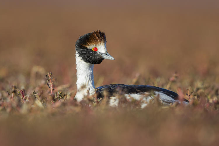 Maca Tobiano