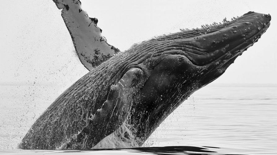 64047819_1004 64047819_1004