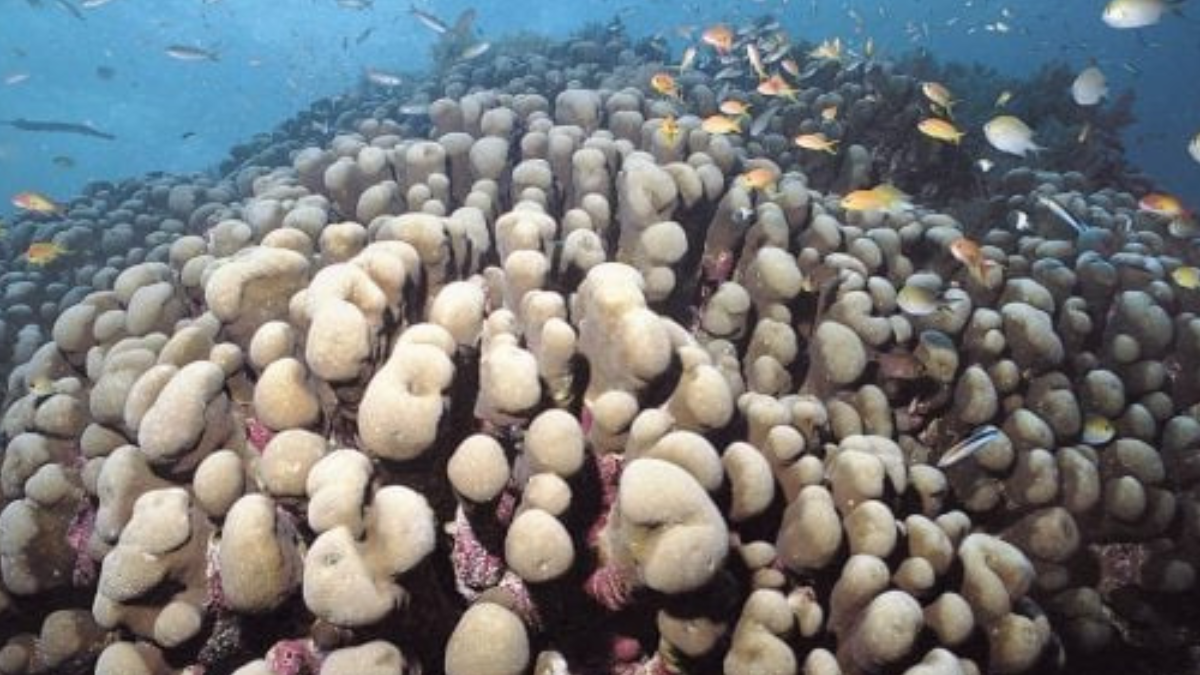 coral Coral Pavona Clavus. Foto: Corals of the World / Charlie Veron