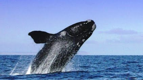 ballena franca austriaca Un hallazgo sorprendente de longevidad: la ballena franca austral puede vivir más de 130 años (Foto: Pinterest)