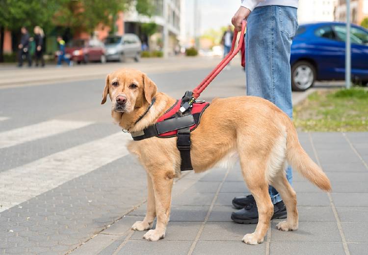 perro con correa en la calle acompañado de dueño