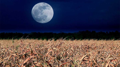 LUNA COSECHA LUNA COSECHA