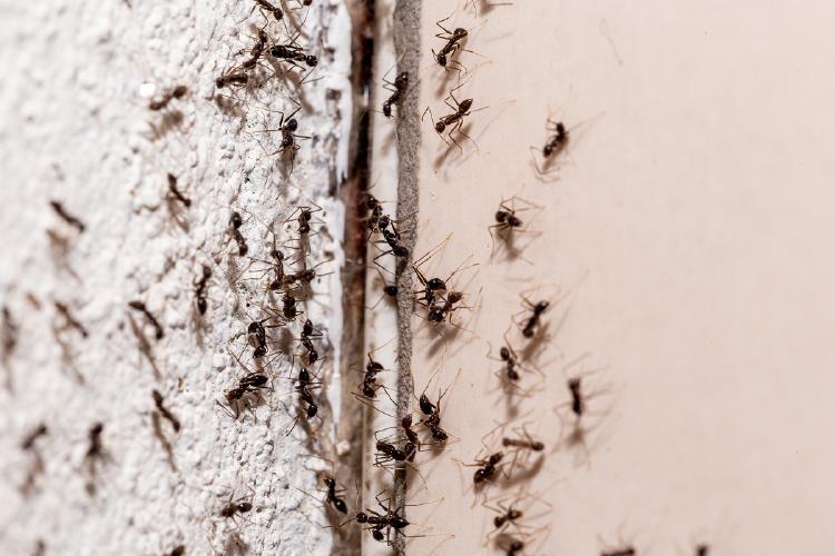 Hormigas Hormigas