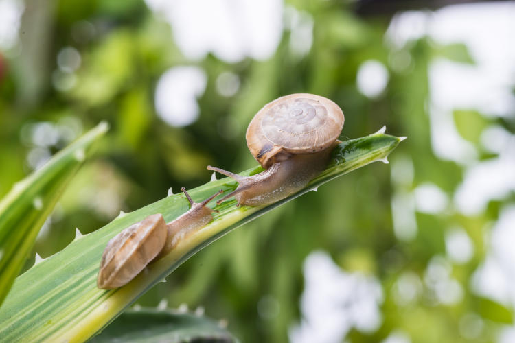 two-snails-above-of-leaf two-snails-above-of-leaf
