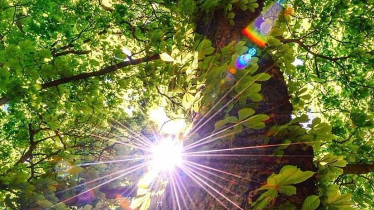 arbol Aliados verdes: ¿cuáles son los árboles que reducen la contaminación? (Foto: Pinterest)