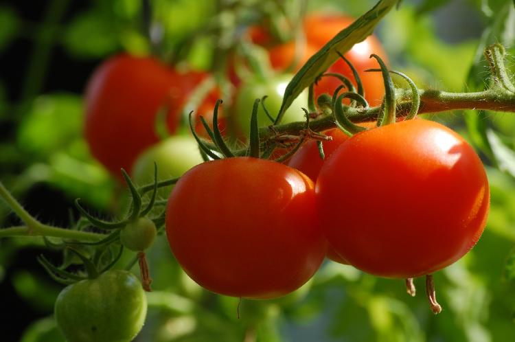 planta de tomates en maceta