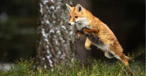 Graban en vídeo a un zorro que se ha hecho viral al saltar en una cama elástica por primera vez Graban en vídeo a un zorro que se ha hecho viral al saltar en una cama elástica por primera vez