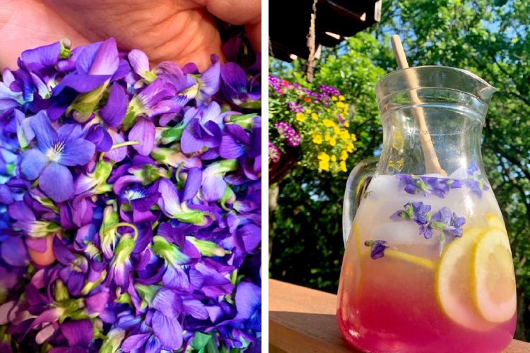 limonada No solo es una opción deliciosa, sino también una invitación a reconectar con la naturaleza, ya que implica recolectar flores silvestres. (Foto: Pinterest)