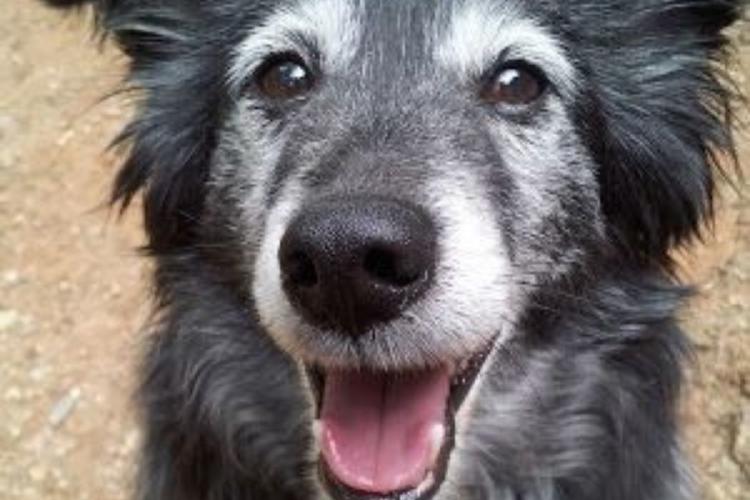 perro anciano Un innovador estudio busca prolongar la vida y la calidad de vida de los perros mayores mediante un fármaco revolucionario. (Pinterest)