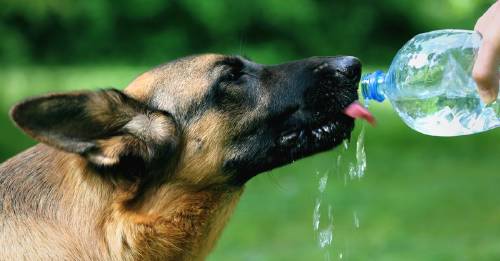 6 consejos para cuidar de tus mascotas el próximo verano