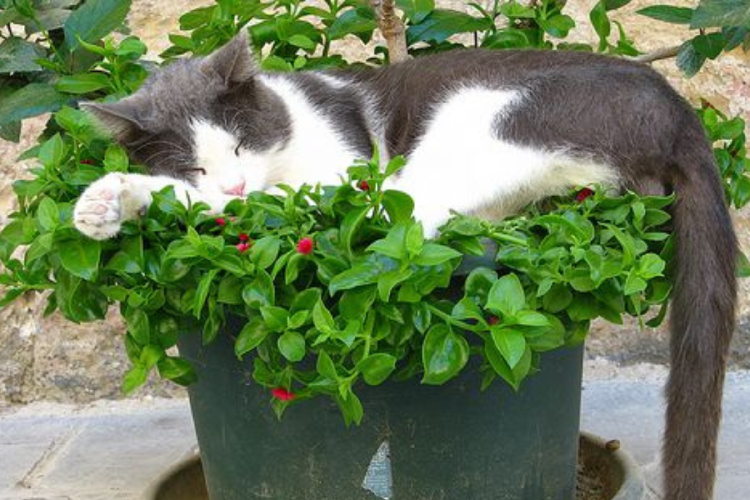 gato hierbas Según describen los expertos en comportamiento animal, la nepetalactona genera una producción enzimática y libera serotonina. (Foto: Pinterest)