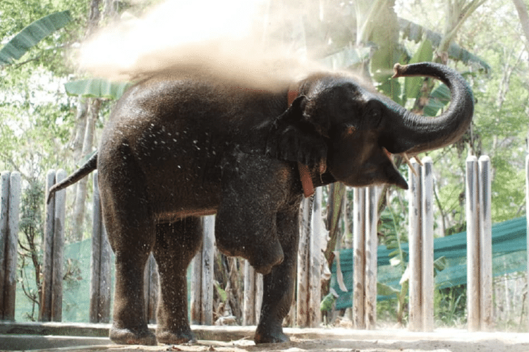 elefante sin pata elefante sin pata