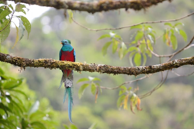 quetzal AdobeStock_80267778