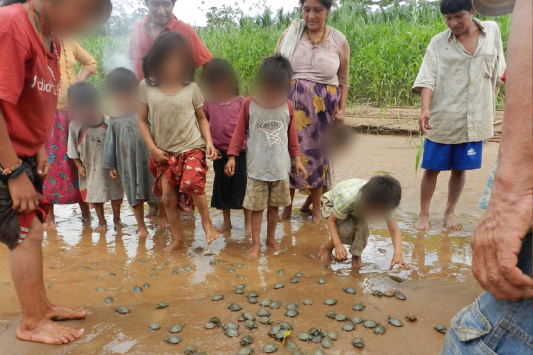 tortugas Las comunidades indígenas de la Amazonía boliviana ayudan a conservar a las tortugas de río. Foto: cortesía Sernap