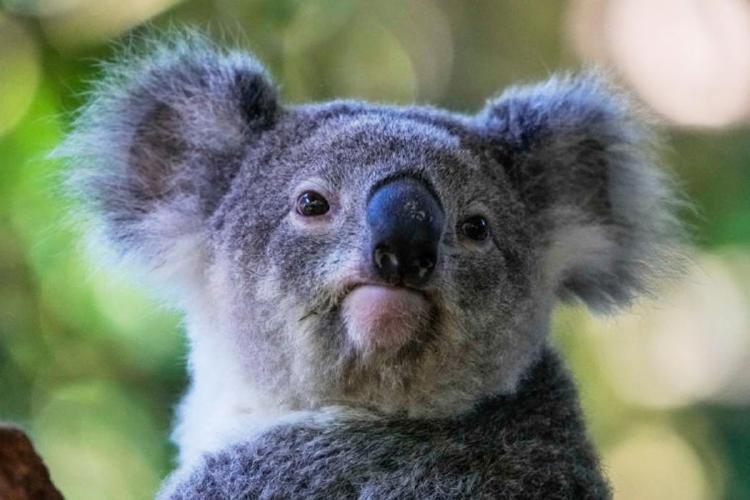 koala Con la aprobación oficial, la vacuna podrá aplicarse en hospitales de vida silvestre, clínicas veterinarias y directamente en el campo.