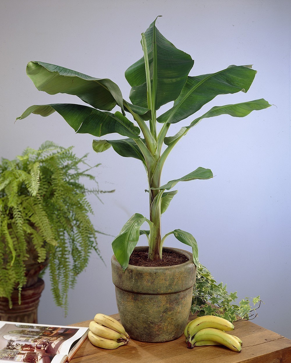Como Cultivar Bananas En Tu Hogar Bioguia