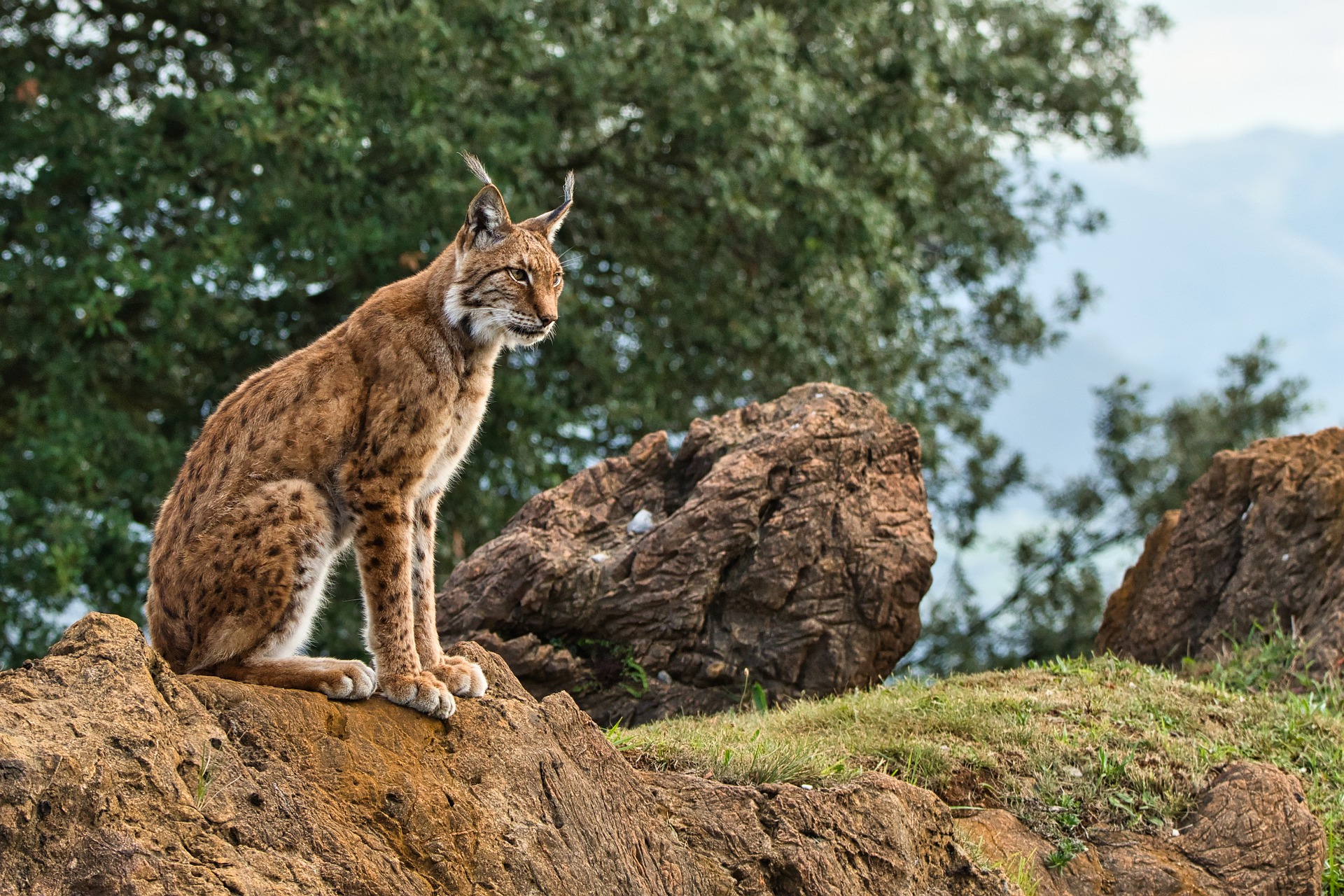 lince ibérico lince ibérico