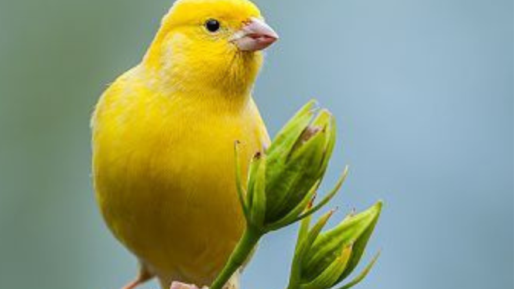 canarios La decisión de la Justicia porteña no solo sancionó el incumplimiento de los deberes de las personas con el cuidado animal, sino que avanzó al reconocer a los canarios como sujetos de derechos. (Foto: Pinterest)
