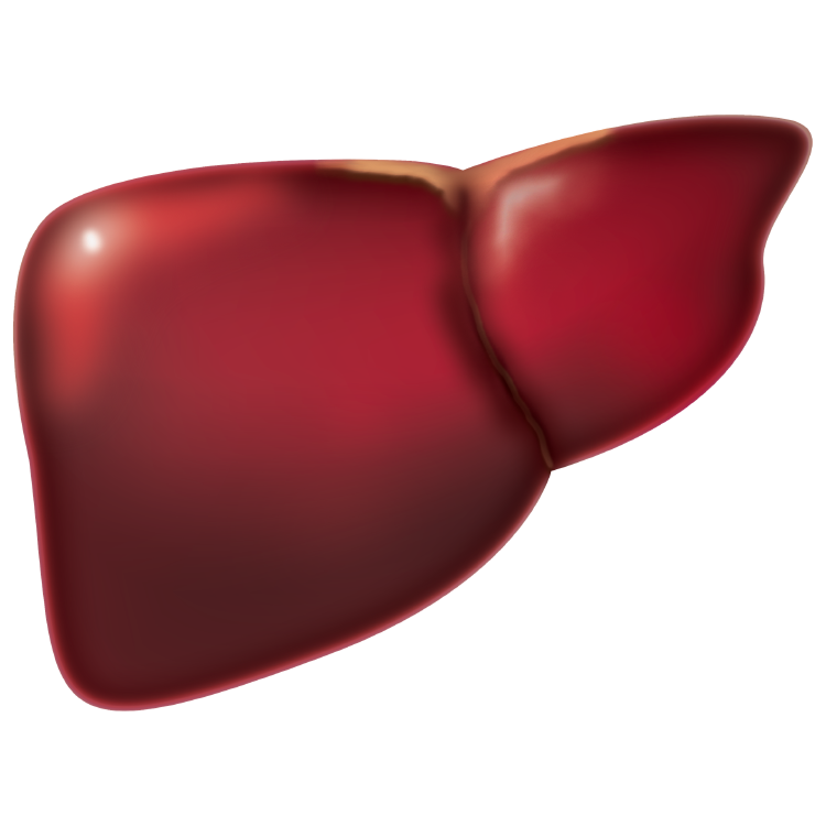 liver-4847972_1920 liver-4847972_1920