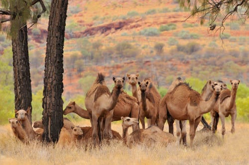 camellos australia